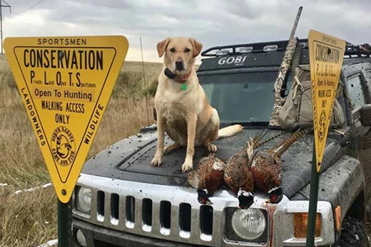 Dog sitting on hood of a truck.